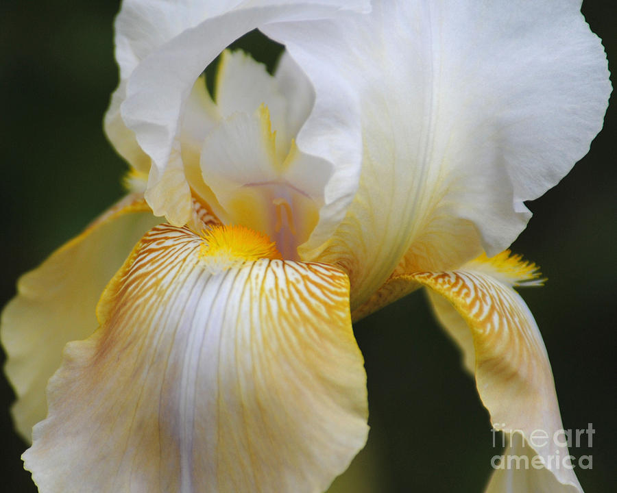 White Iris II Photograph by Jai Johnson