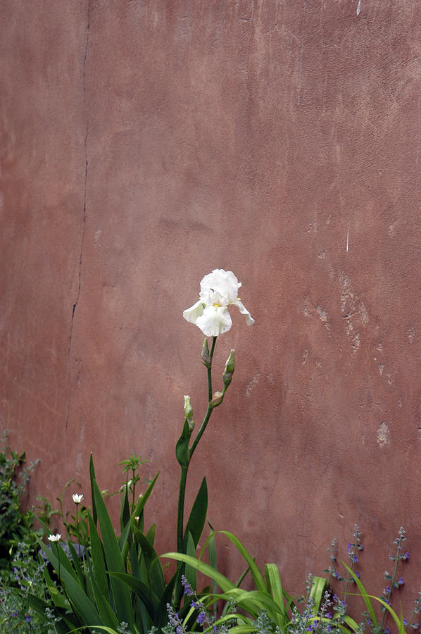 Iris Photograph - White Iris in New Mexico by Alynne Landers