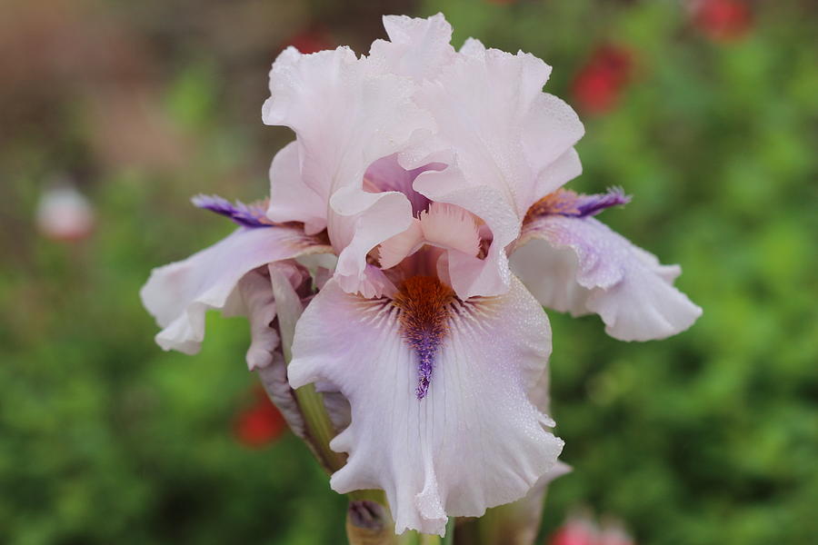 White Iris Photograph by James Smullins