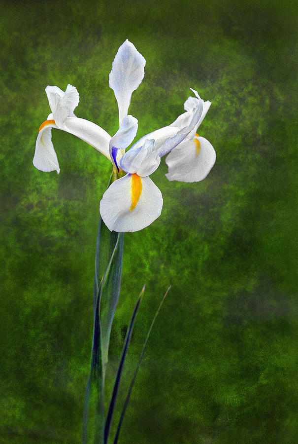 White Iris Photograph by James Steele