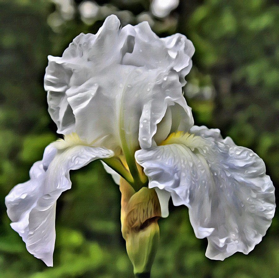 White Iris Photograph