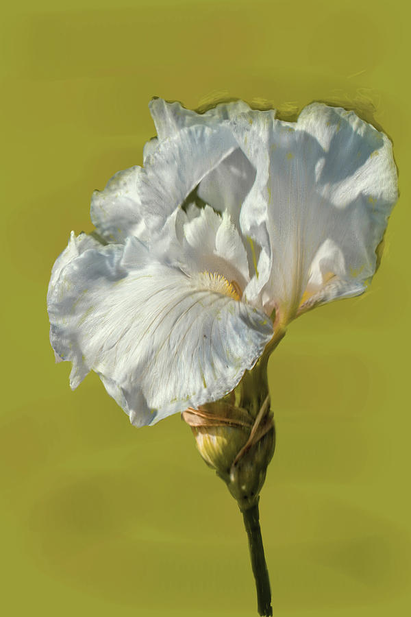 White Iris June 2016 Artistic. Photograph
