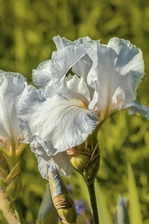 White Iris June 2016.  Photograph by Leif Sohlman