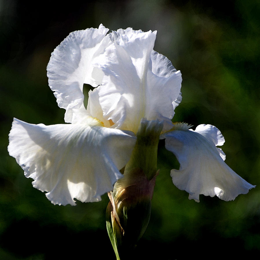 White Iris Photograph by Kathleen Stephens - Fine Art America