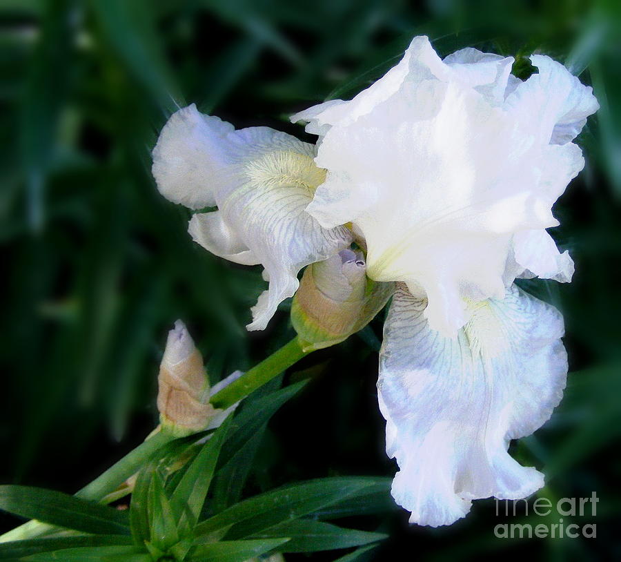 White Iris Lady Photograph by Marilyn Smith
