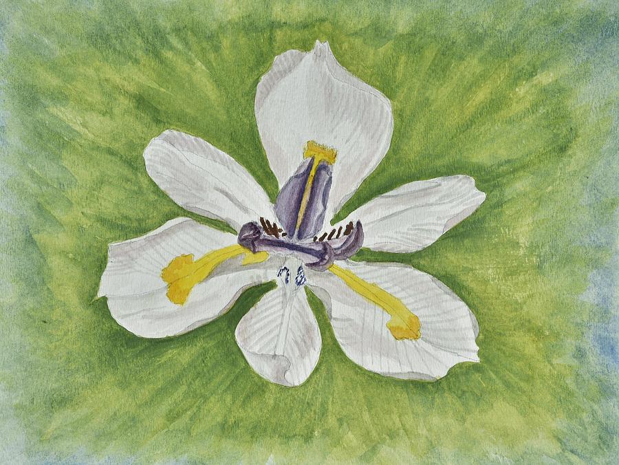 White Iris Painting by Linda Brody