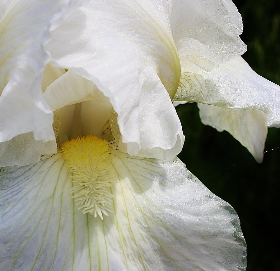 White Iris Macro 1 Photograph by Bruce Bley