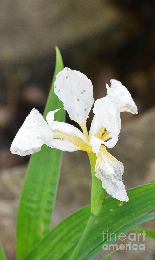 White Iris Photograph by Maria Urso