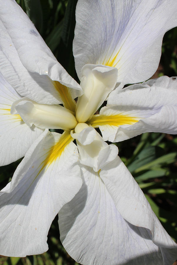 Flower Photograph - White Iris by Michele Caporaso
