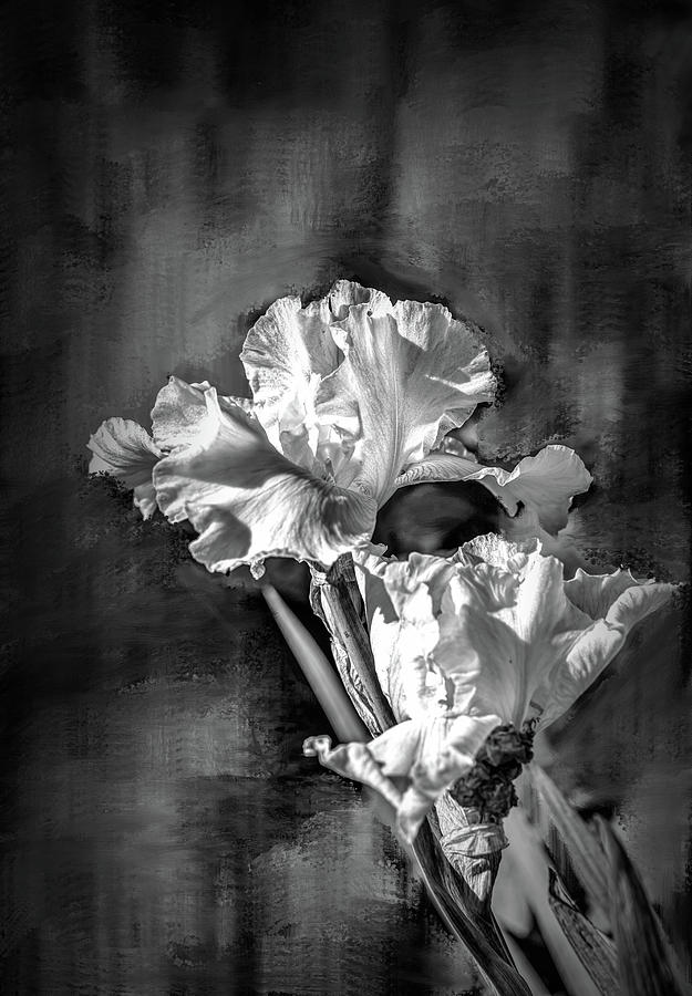Iris Photograph - White iris on abstract background BW #g4 by Leif Sohlman