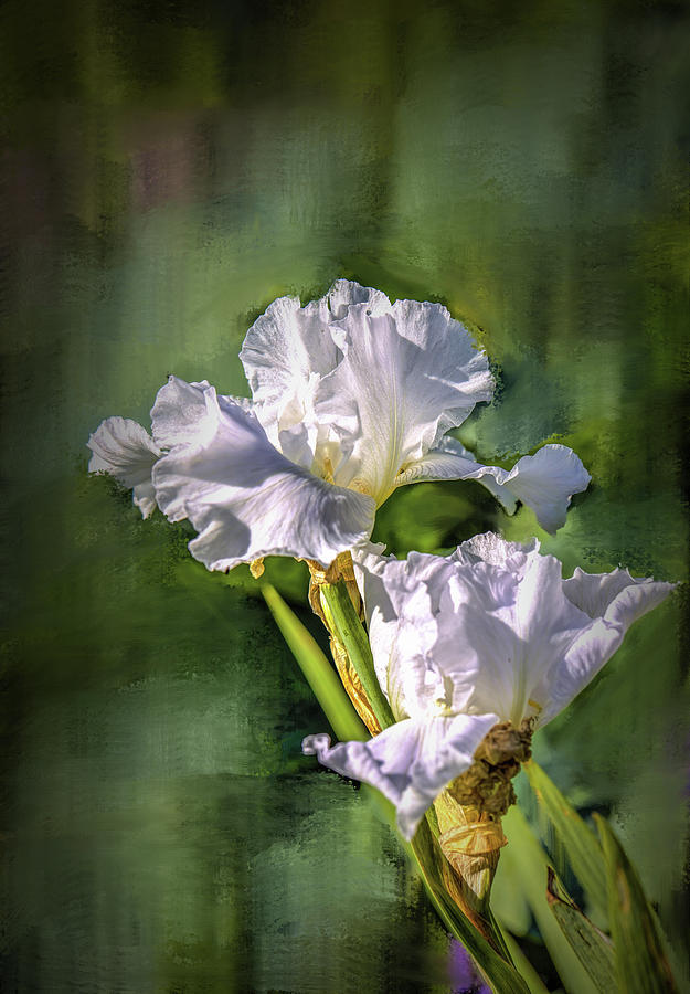 White iris on abstract background #g4 Photograph by Leif Sohlman