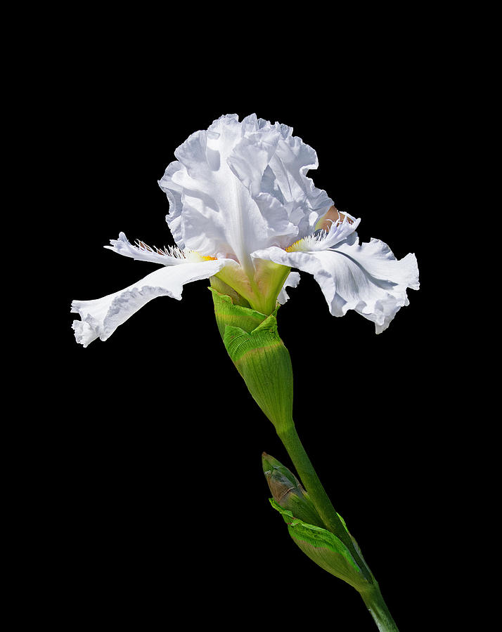 White Iris on Black Background Photograph by Lowell Monke