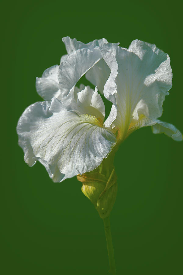 White iris on green #g0 Photograph by Leif Sohlman