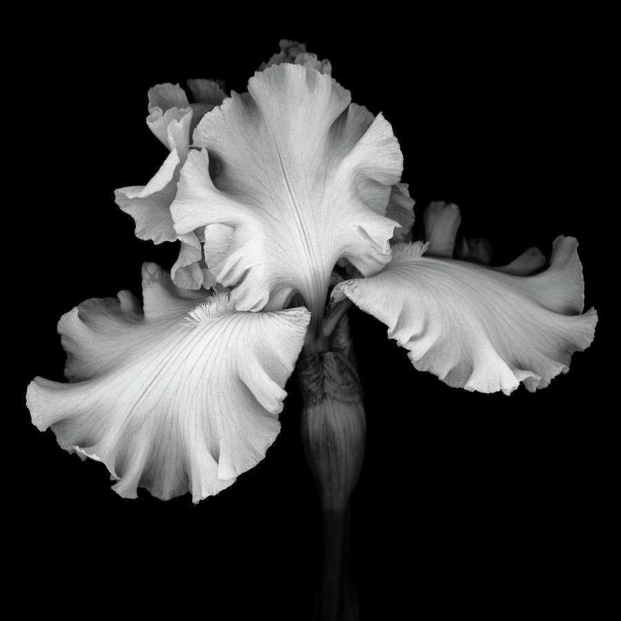 White Iris Photograph by Oscar Gutierrez