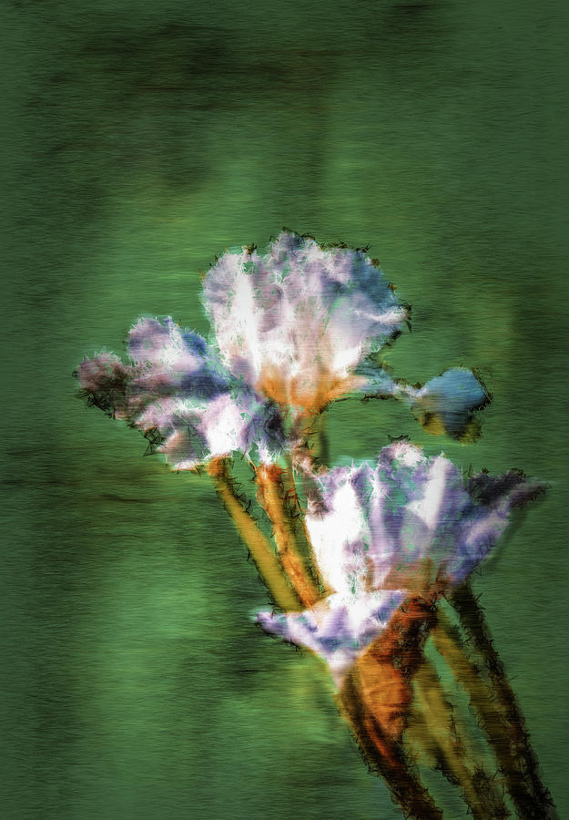 White Iris painterly #h1 Digital Art by Leif Sohlman