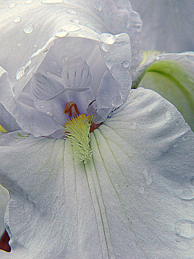 White Iris Series 6 Photograph by Kathy Barney