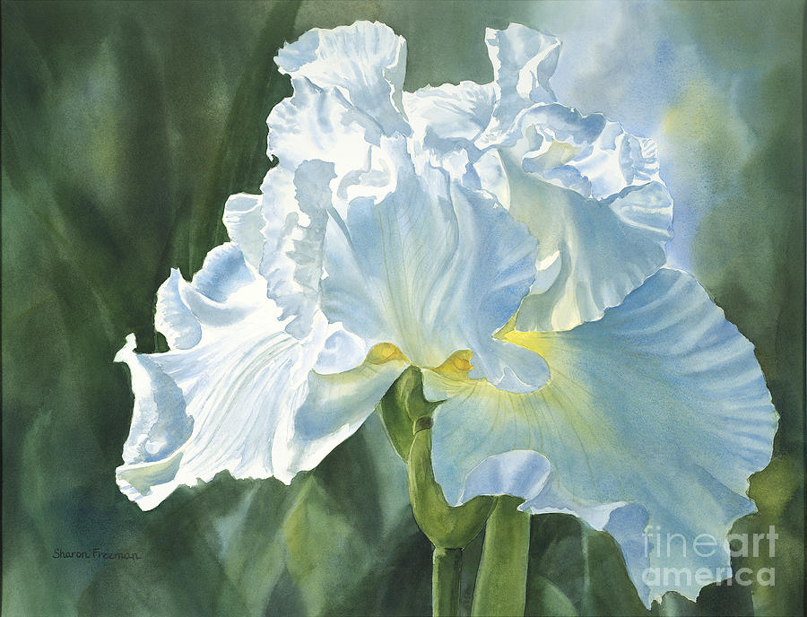 White Iris Painting by Sharon Freeman
