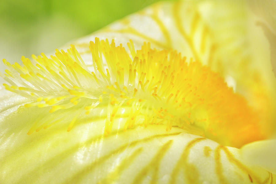 White Iris Stamen Photograph