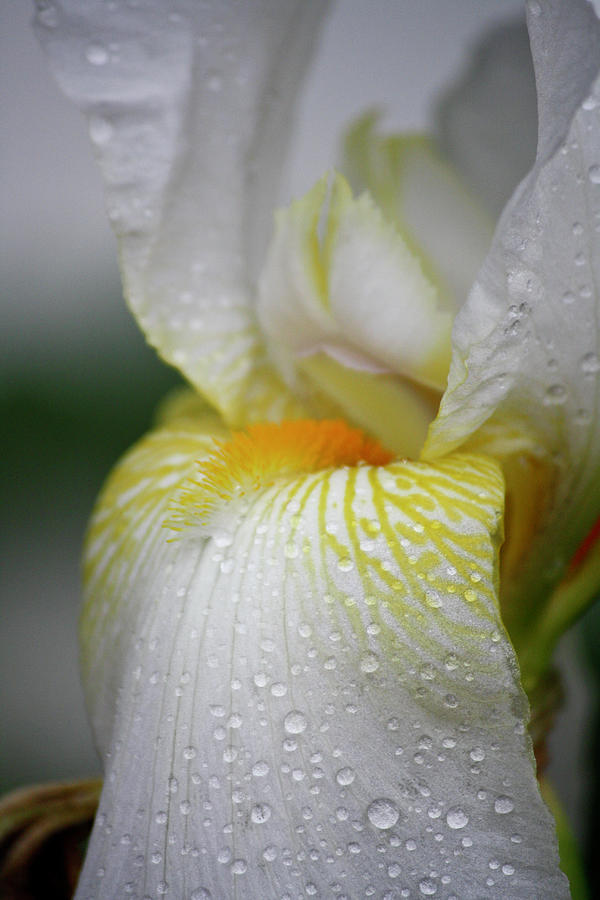 White Iris Study No 7 Photograph by Teresa Mucha