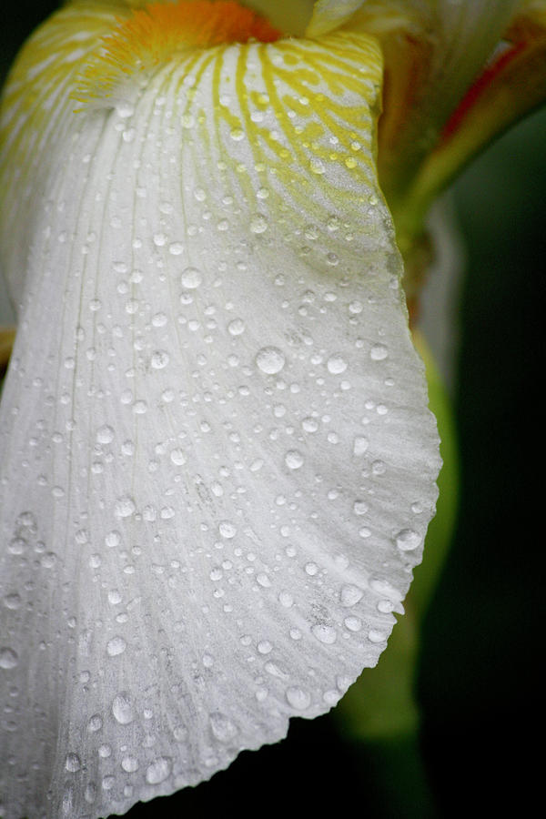 White Iris Study No 8 Photograph by Teresa Mucha