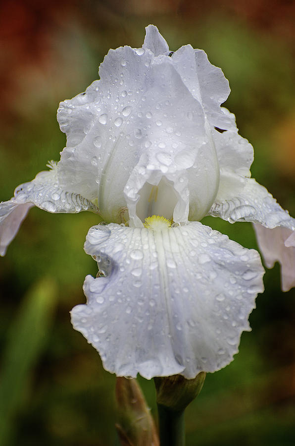 White Iris Photograph by Susan McMenamin