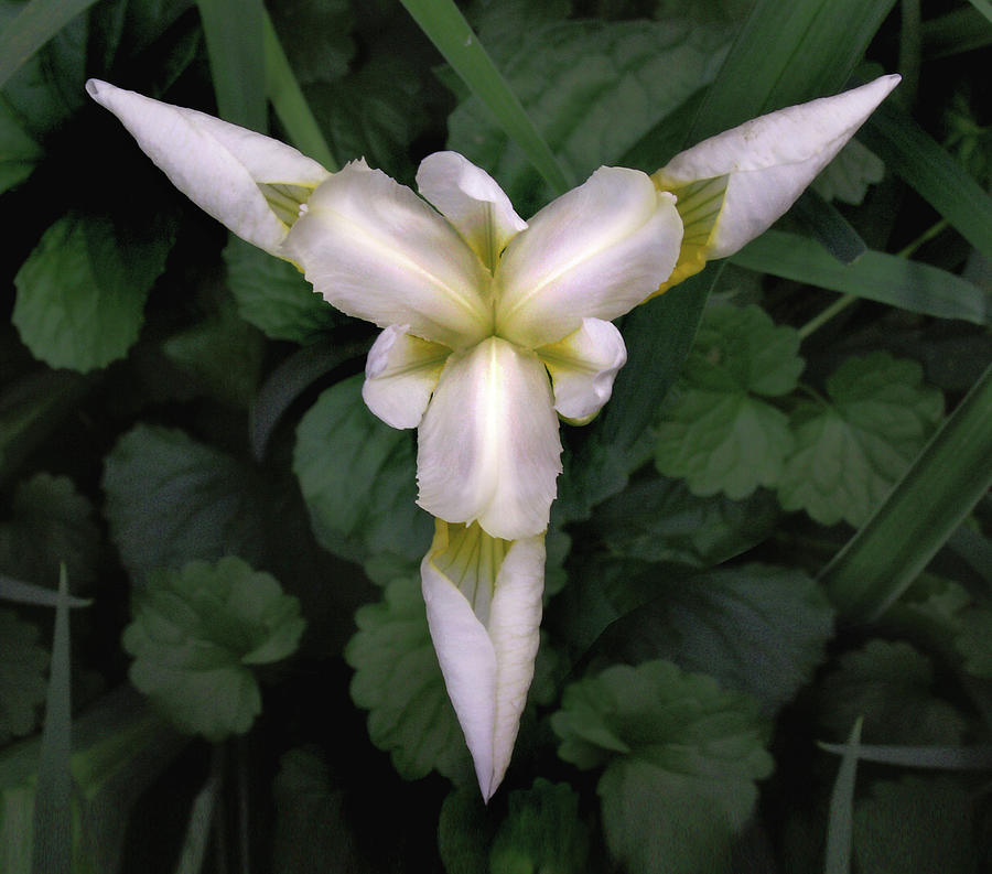 White Iris Tectorum  Photograph by Nancy Griswold