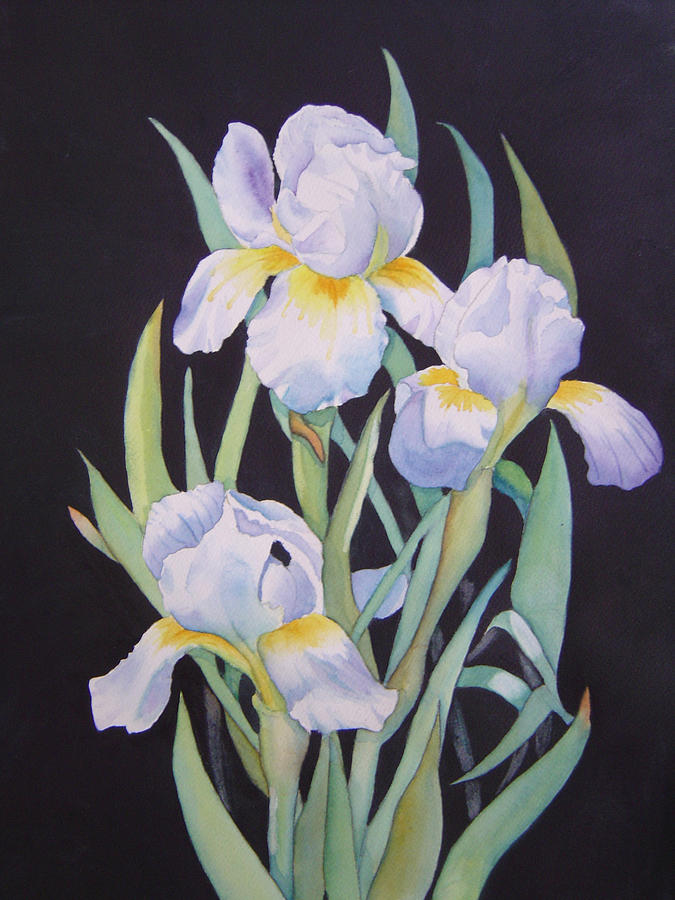 Flower Painting - White Iris by Teresa Boston