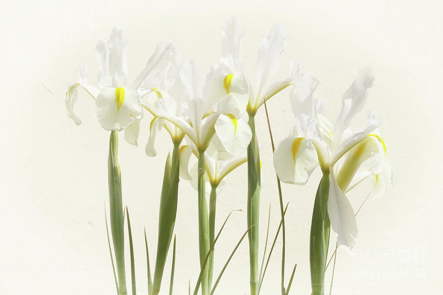 White Iris Photograph by Terri Waters