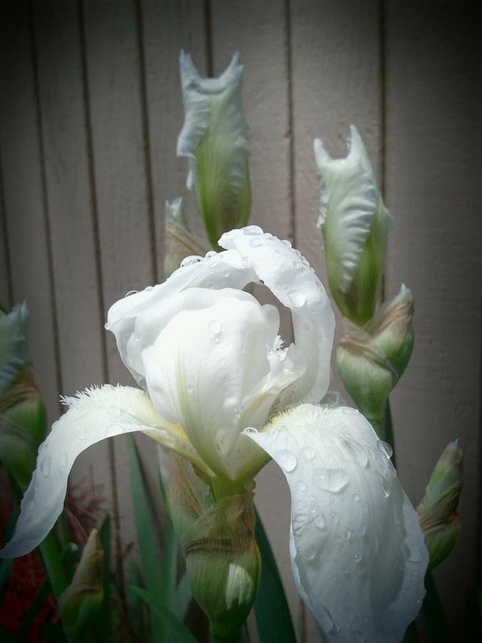 White Iris Through a Keyhole Photograph by Tim Donovan