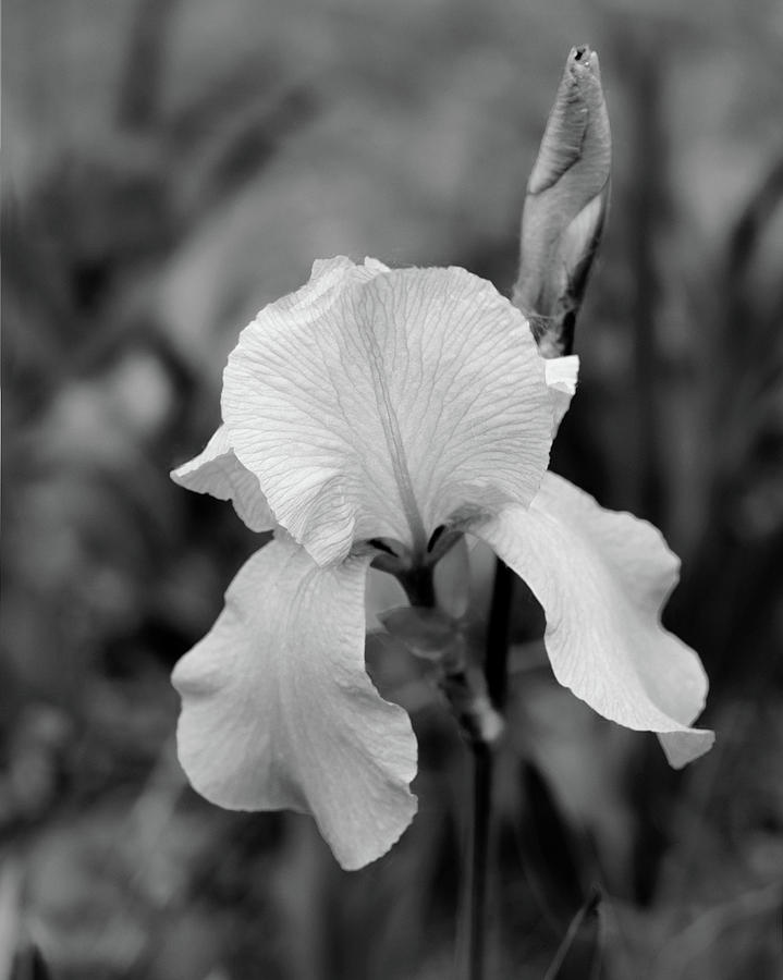 White Iris Photograph by Tom Reynen