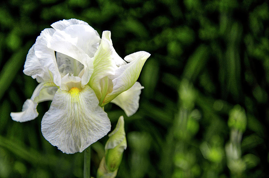 White Iris Photograph by Wendy Carrington