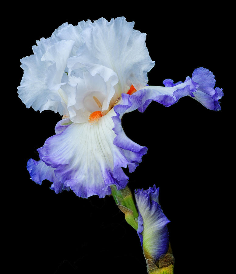 White Iris With A Purple Fringe Photograph by Dave Mills
