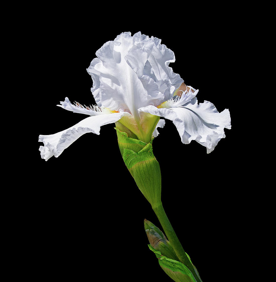 White Iris with Black Background Photograph by Lowell Monke