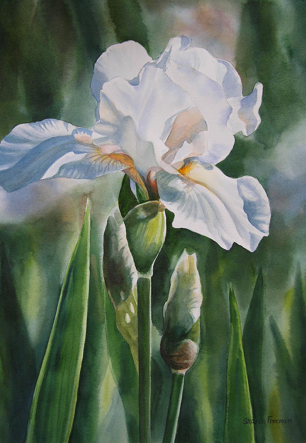 White Iris with Bud Painting by Sharon Freeman