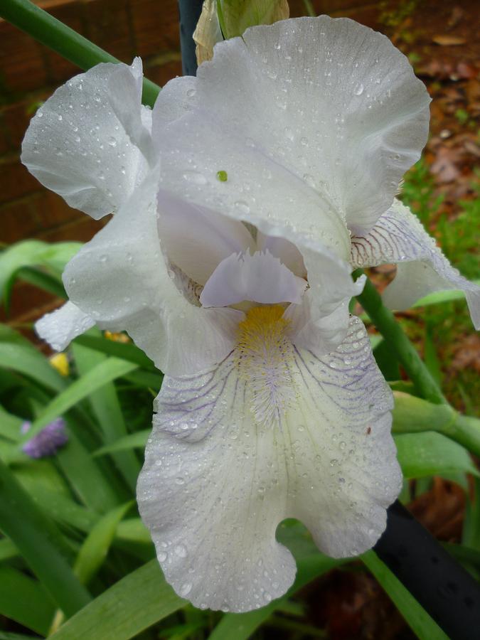 White Iris with Raindrops Photograph by Bryan Bustard