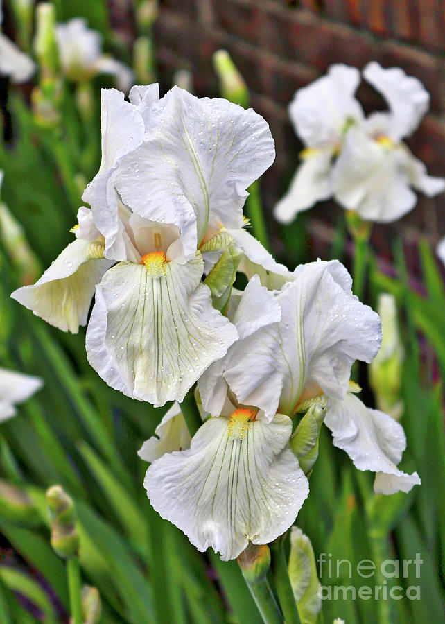 Iris Photograph - White Irises by Carol Groenen