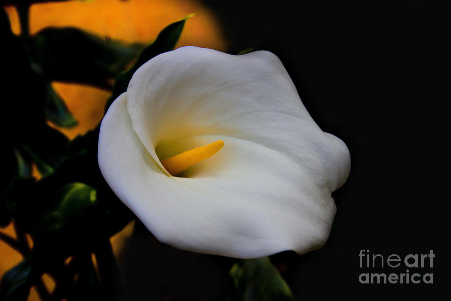 Lily Photograph - White Is The Color Of Peace II by Al Bourassa