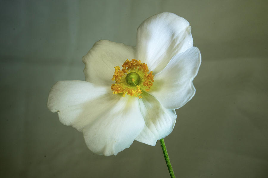 White Japanese Anemone Photograph by Douglas Barnett