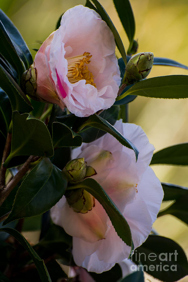 Flower Photograph - White Japanese camellia by Zina Stromberg