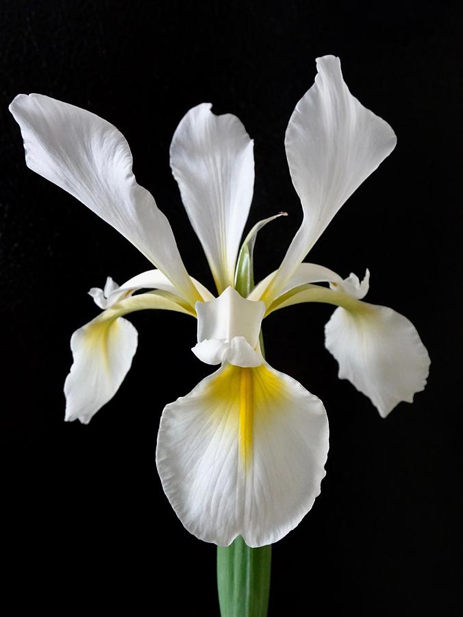 Iris Photograph - White Japanese Iris by Lillian Bell