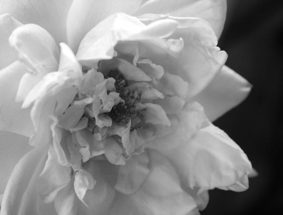 White Kennedy Rose 1 Photograph by Marna Edwards Flavell