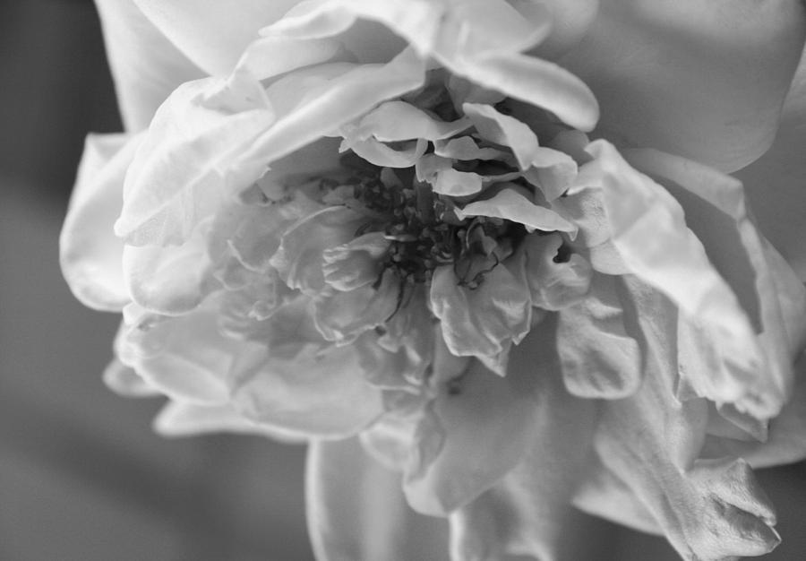 White Kennedy Rose 2 Photograph by Marna Edwards Flavell