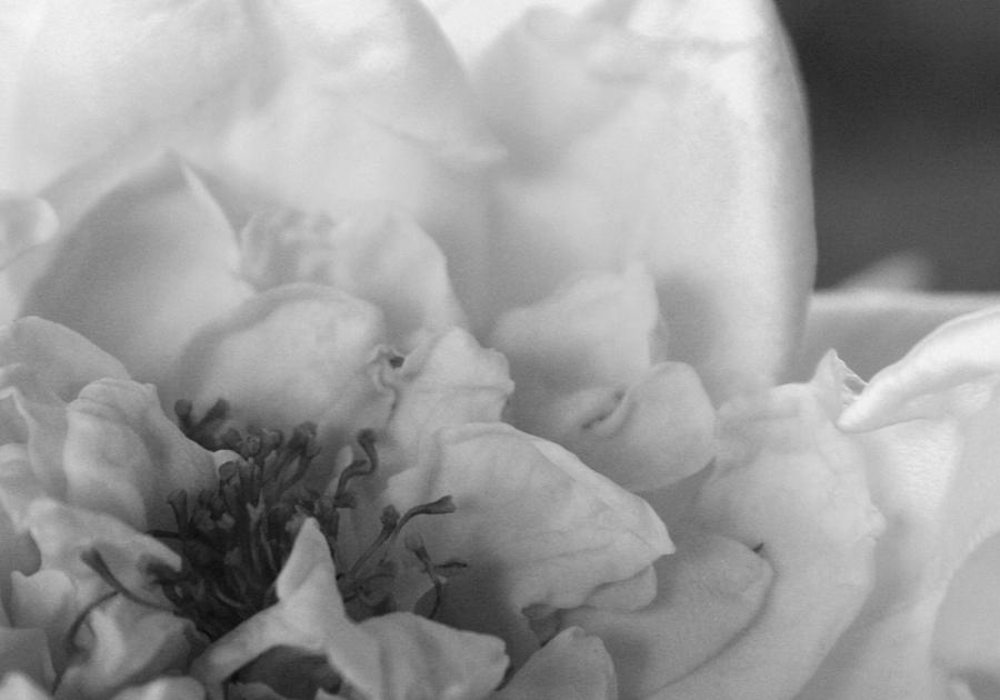 White Kennedy Rose 3 Photograph by Marna Edwards Flavell