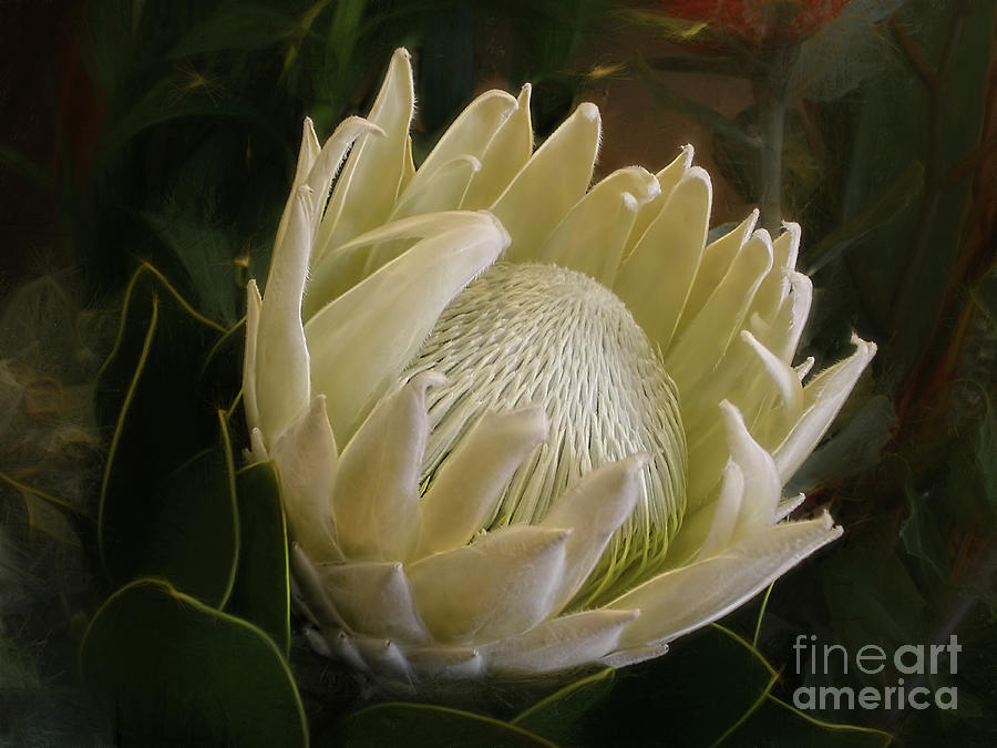 White King Protea by Kaye Menner Photograph by Kaye Menner