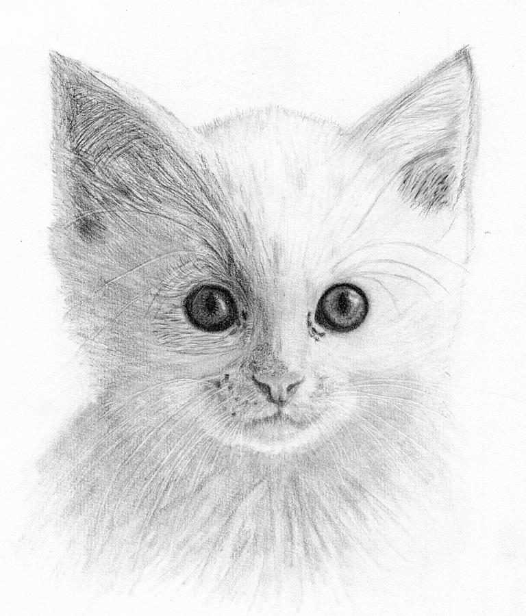 White Kitten Drawing by Alexandra Riley