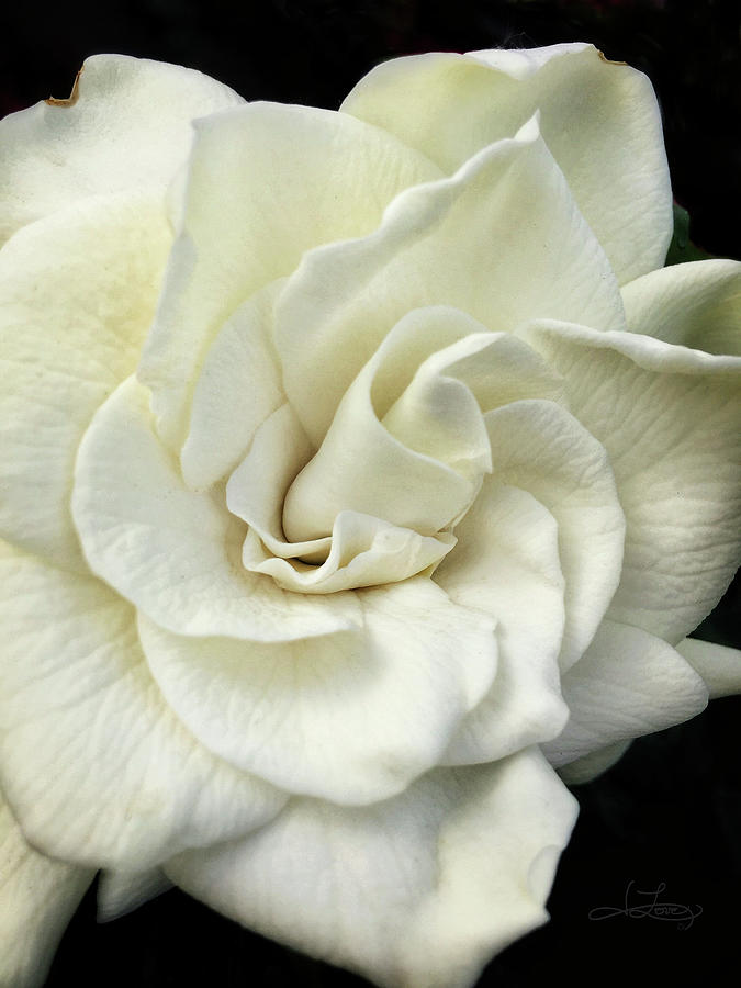 White Knight Gardenia Photograph by Jill Love