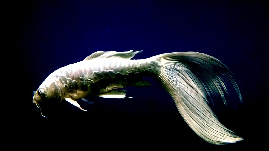  White Koi Fish  Photograph by Silpa Saseendran