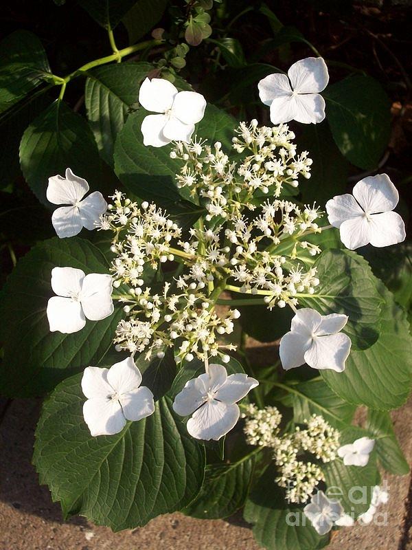 White Lace Capped Hydrangea Photograph by Kimpongi - Pixels