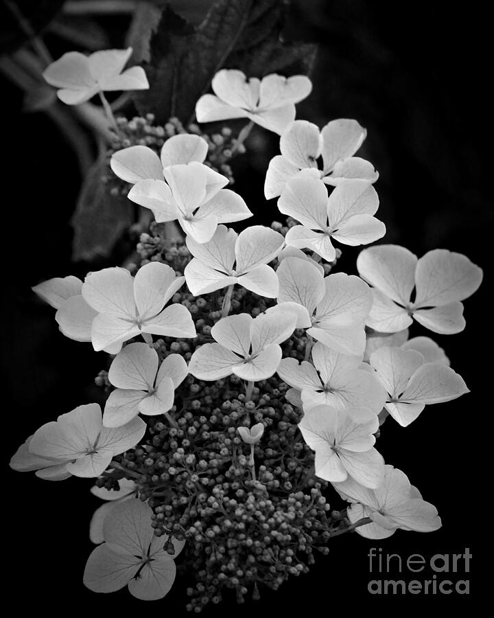 White Lacecap Hydrangea Photograph by Patricia Strand