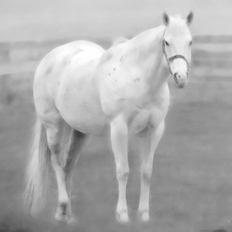 Horse Photograph - White Lassie by Hal Halli
